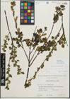 Foto von Salix myrsinifolia Salisb.